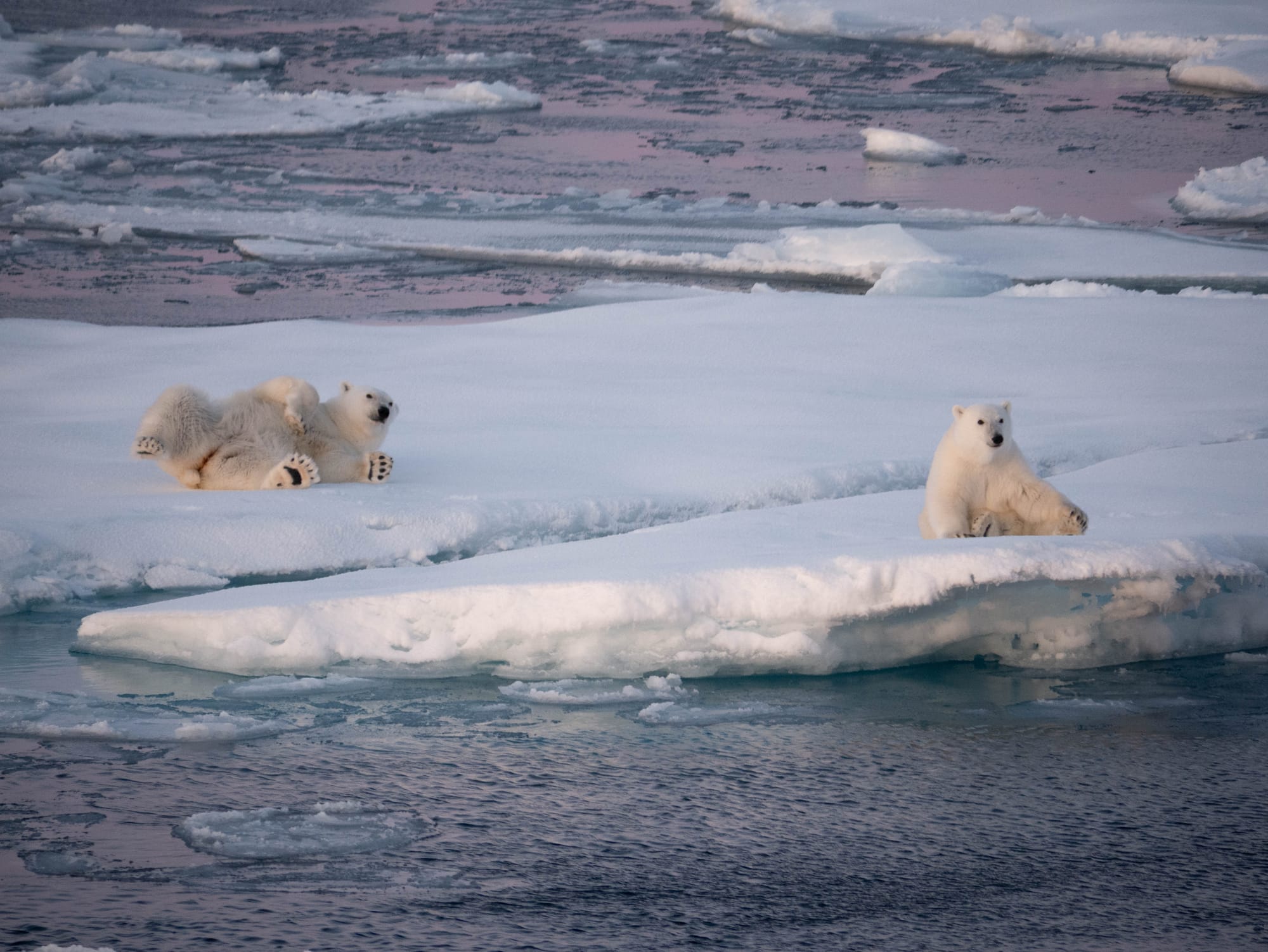 Doppelter Eisbärbesuch