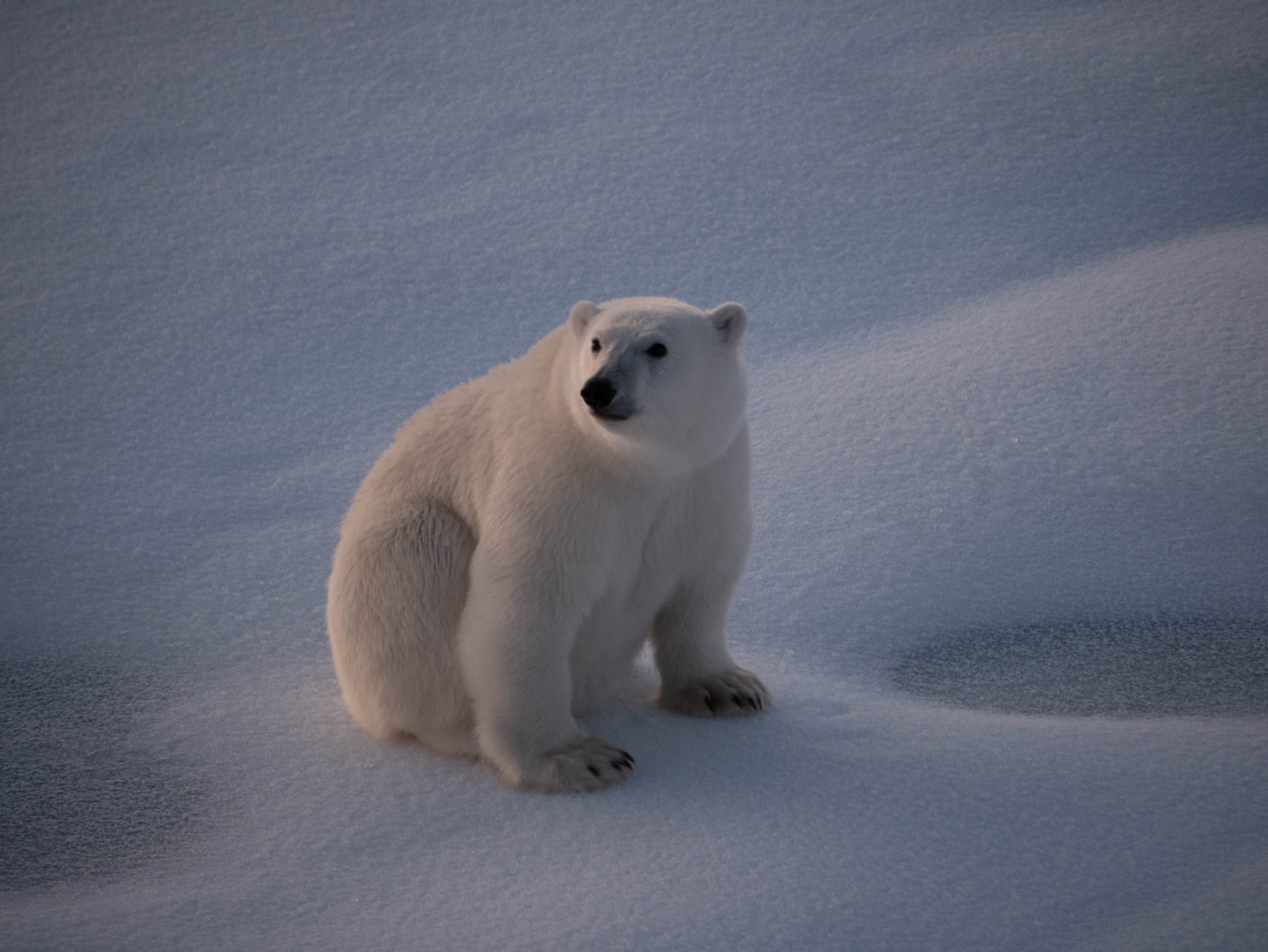 Doppelter Eisbärbesuch