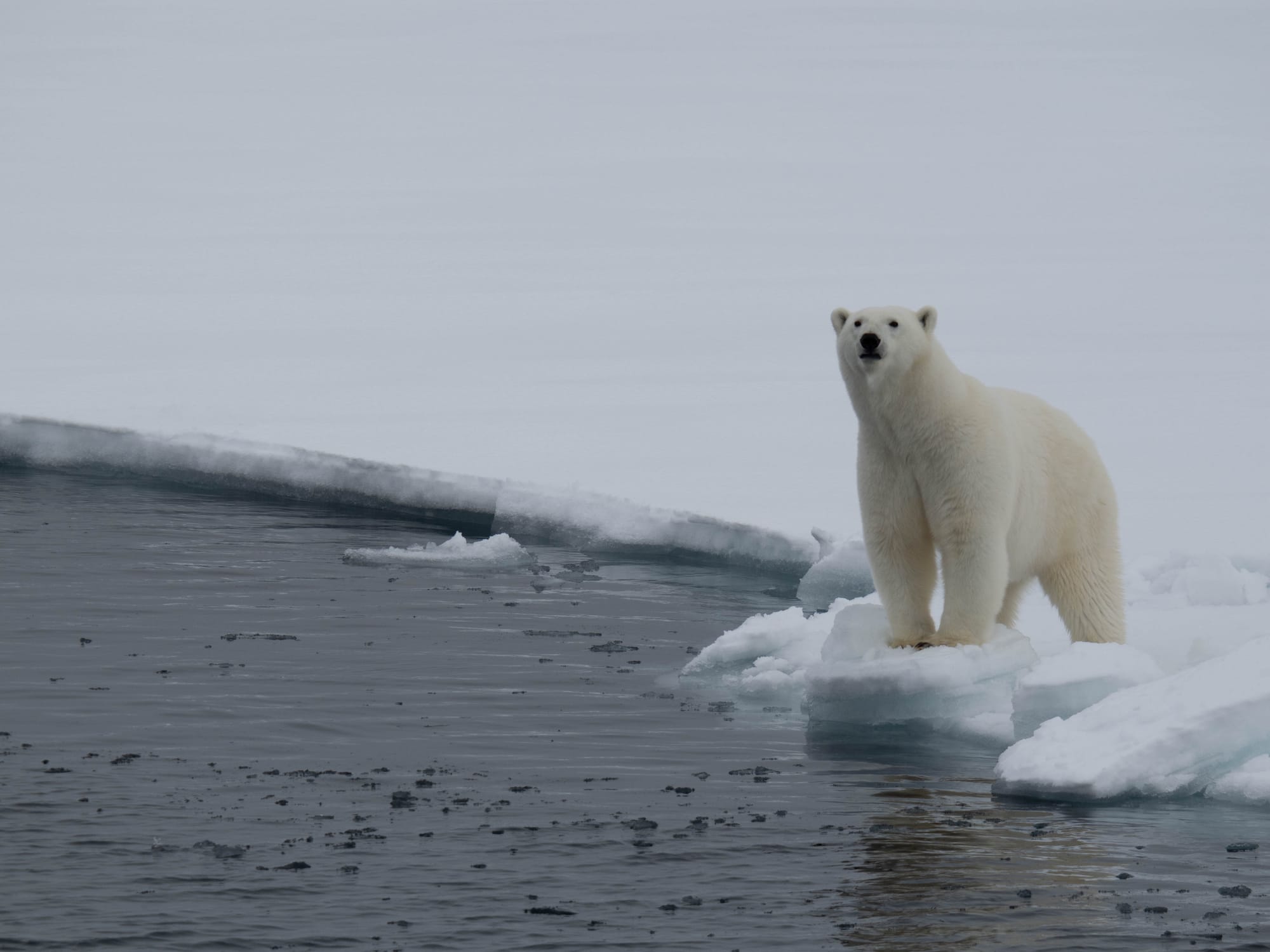 Der erste Eisbär