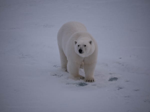 Doppelter Eisbärbesuch